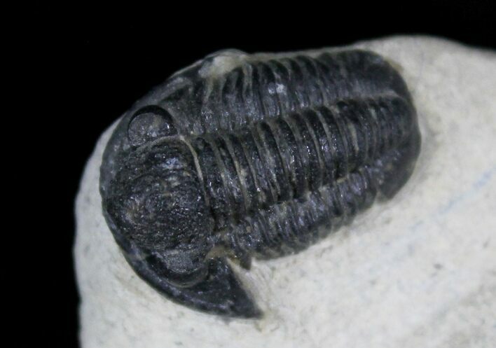 Bargain Gerastos Trilobite Fossil - Foum Zguid #22544